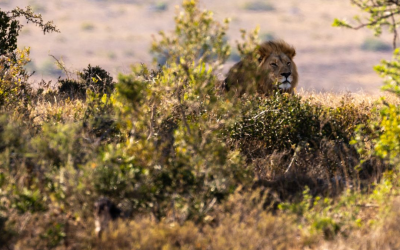 What Lion Trackers Can Teach Us About Trusting Ourselves